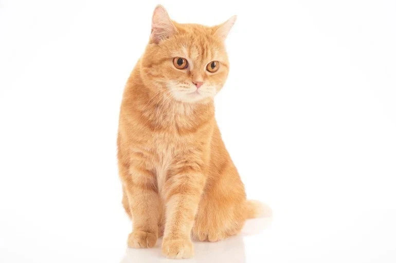 Custom Cat Pendulum Wall Clock – Japanese Maneki Neko Lucky Cat Clock, Seto Ware by Craft-Yuuki