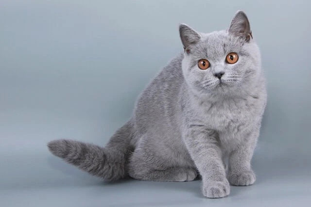 Custom Cat Pendulum Wall Clock – Japanese Maneki Neko Lucky Cat Clock, Seto Ware by Craft-Yuuki